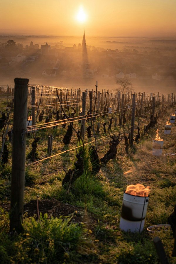 Les trésors cachés : vins et champagnes de petits vignerons